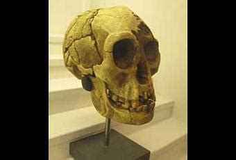 Los Restos Del Homo Floresiensis No Son Tan Recientes Paperblog