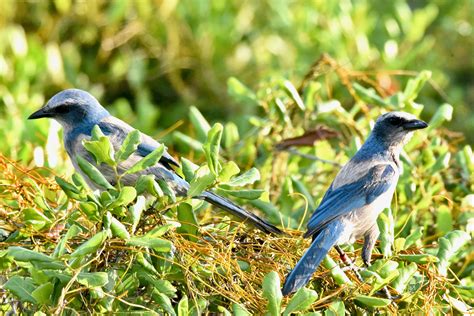 Florida Scrub Jay