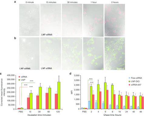 Visualization And Quantification Of Effective Uptake Of Lnp Sirna By