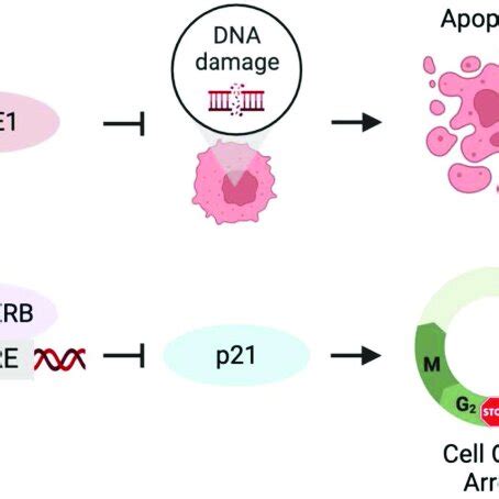 Bmal Clock Promotes Hcc Growth By Controlling Cell Cycle Regulators