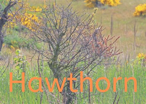 Next Steps to Hawthorn – EAT THINK EXPLORE