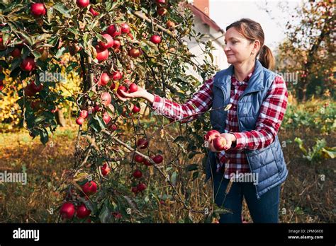 Woman Picking Ripe Apples On Farm Farmer Grabbing Apples From Tree In