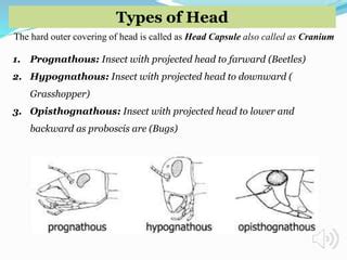 Insect head and its types | PPT