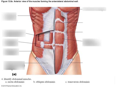 Chapter 12 Muscles Of The Abdomen Diagram Quizlet