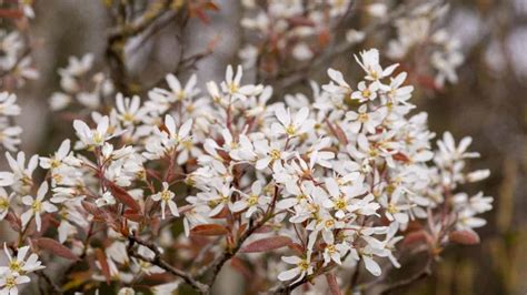 How to Plant, Grow, & Care for Serviceberry Tree - Complete Guide