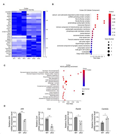 FIGURE Changes In Signaling Pathways And Expression Profiles Of Genes