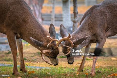 Rutting Deer With Antlers Locked Stock Photo Download Image Now