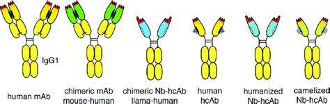 Chimeric And Humanized Heavy Chain Antitumor Antibodies Second