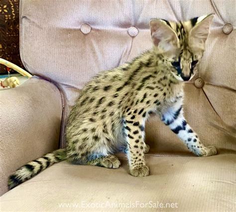 Serval kittens for Sale