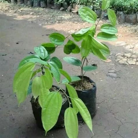 Jual Pohon Bauhinia Cocinia Bauhinia Kokinia Tanaman Rambat Bibit