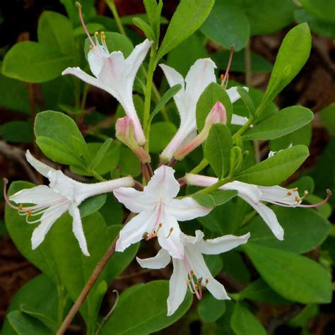 23+ Lovely Azalea Varieties | Pictures + Care Tips - MyMyDIY ...