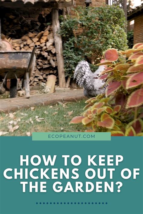 Chicken Care Checklists Artofit