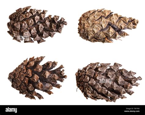 Dry Pine Cone Isolated On White Set Stock Photo Alamy