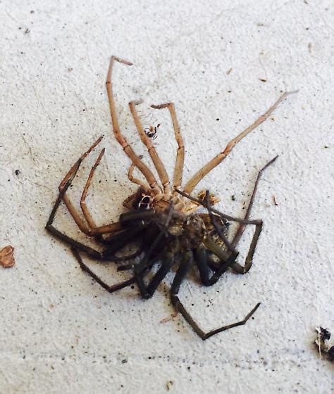 Giant House Spider Eating Hobo Spider Eratigena Bugguidenet