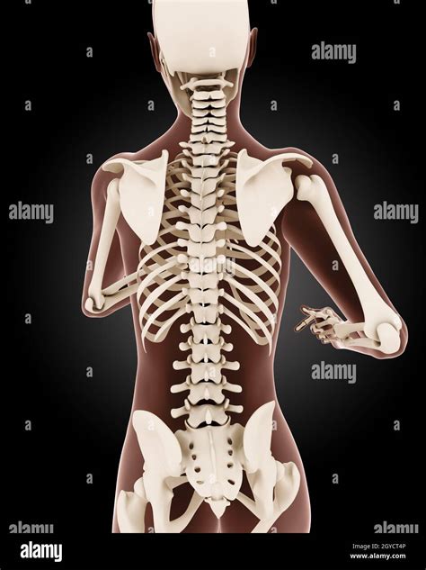 D Render Of A Female Medical Skeleton With Close Up On Back Stock