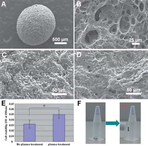 A And B Sem Images Of Freeze Dried Chitosan Particles Using