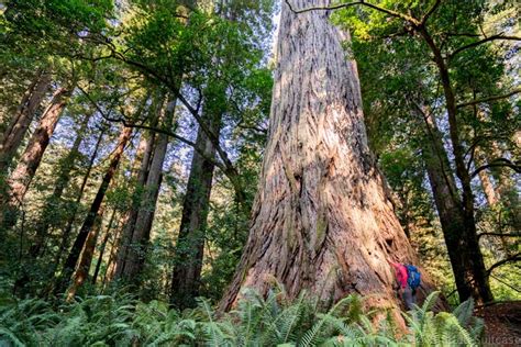 Stunning Spots You Must See In Northern California