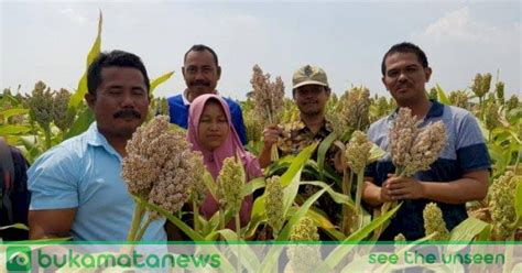 Kementan Gencarkan Pengembangan Hulu Hilir Sorgum