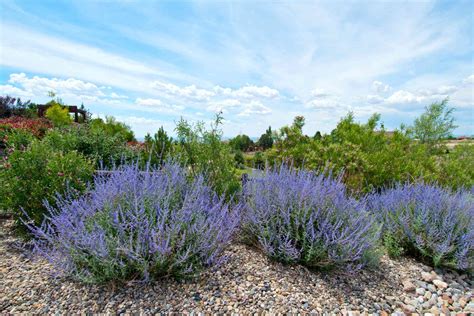 Russian Sage: How to Grow and Care for Russian Sage