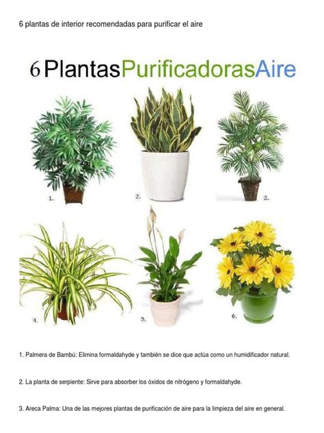 Pdf Plantas De Interior Recomendadas Para Purificar El Aire