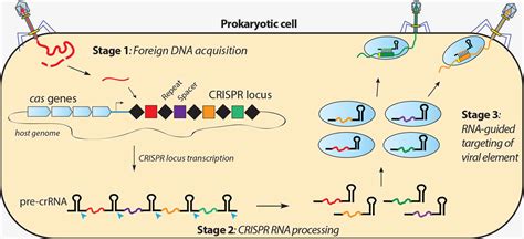 Types Of Crispr Cas Systems