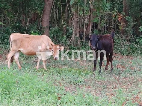 Milk Cow For Sale In Jaffna City Ikman