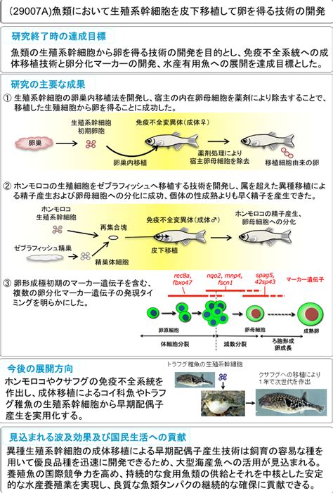 生物系特定産業技術研究支援センター 魚類において生殖系幹細胞を皮下移植して卵を得る技術の開発 農研機構