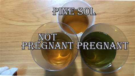 Pine Sol Pregnancy Test ️ Homemade Pregnancy Test Youtube