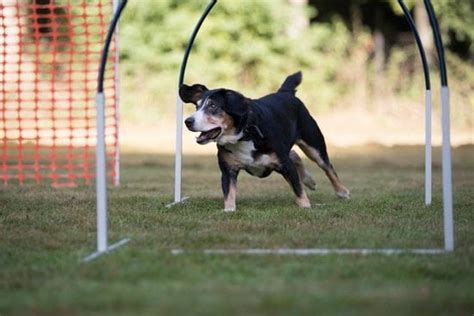 Service Dog Training School California | Every Day Interests