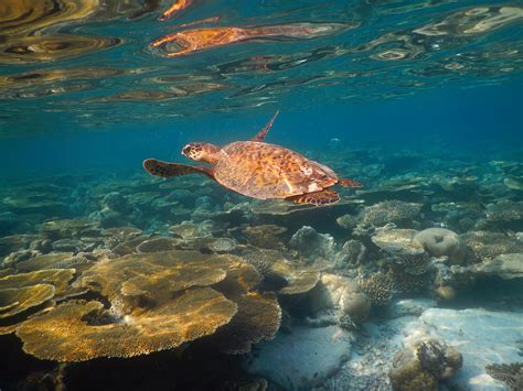 Joy Dive - Maldives - House Reef - Safari Island