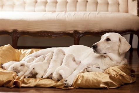 La Gravidanza Del Cane Settimana Per Settimana