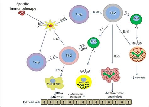 Dc Dendritic Cell Il Interleukins T Reg T Regulatory Cells