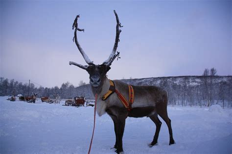 Rennes Finnland Lappland Kostenloses Foto Auf Pixabay