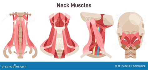 Neck Muscles Front Side And Back View Didactic Scheme Of Anatomy Of Human Stock Vector