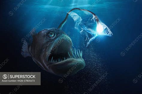 Large deep sea fish with light bulb trapped in plastic bag - SuperStock