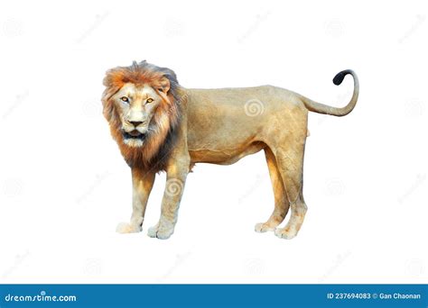 Side View of Walking Lion Looking at Camera Stock Image - Image of ...