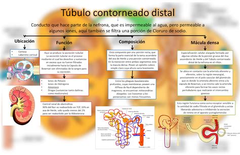 BLOG DE FISIOLOGÍA MEDICA UAS BRIANDA LÓPEZ 4 7 Tubulo Cortoneado Distal