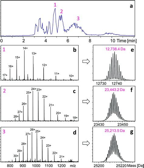 Hplc Separation And Intact Mass Measurements Of Her Fragments Obtained