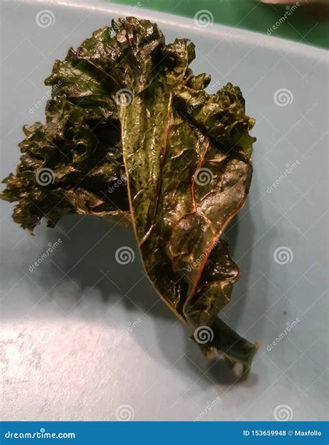 Photograph of a Crunchy Baked Broccoli Leaf Stock Photo - Image of ...