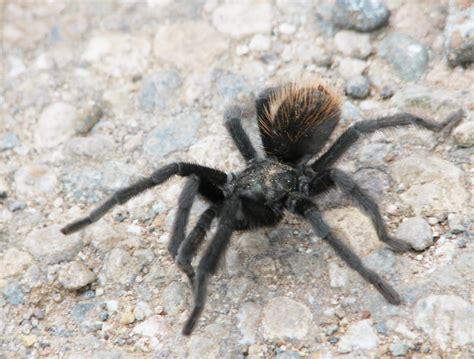 Tarantula Spotted Near The Rio Grande Gorge In The High De Flickr