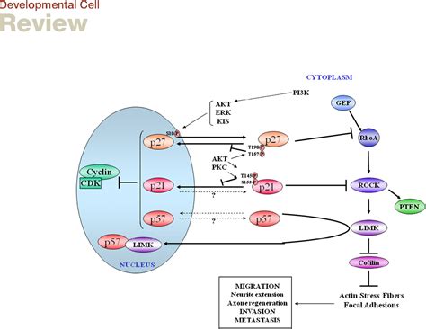 Cdk Inhibitors Cell Cycle Regulators And Beyond Semantic Scholar