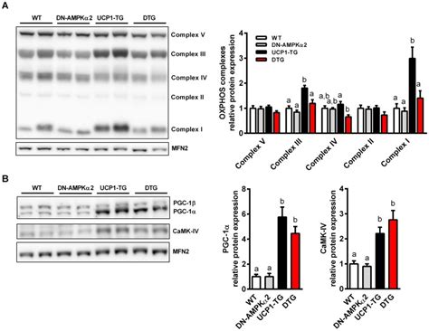 A Representative Western Blots And Relative Quantification Of Oxphos