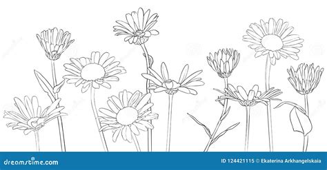 Vector Drawing Daisy Flowers Stock Vector Illustration Of Element