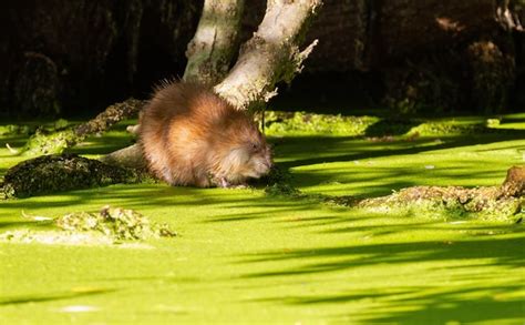 Muskrat ondatra zibethicus no início da manhã o animal está se