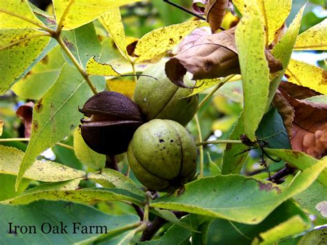 Iron Oak Farm: Delicious Hickory Nuts