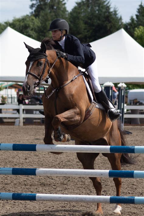 Chestnut Horse Jumping Stock by JNH-Equine on DeviantArt