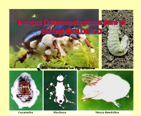 Hongos Entomopat Genos Para Control Biol Gico Libros Y Manuales De