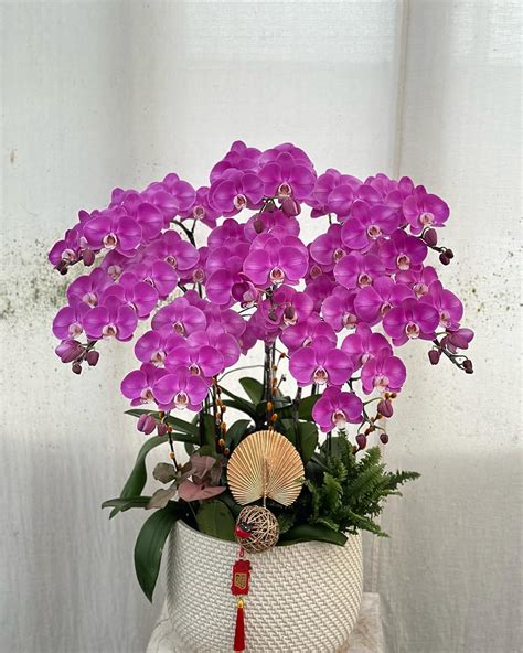 pony orchid nursery