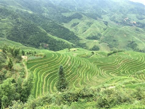 Premium Photo | Longsheng rice terraces