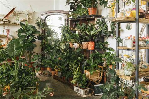 Everything You Need To Know About Grouping Houseplants